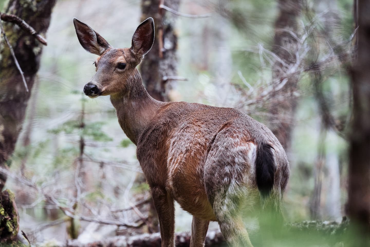 The Late Greats — 12