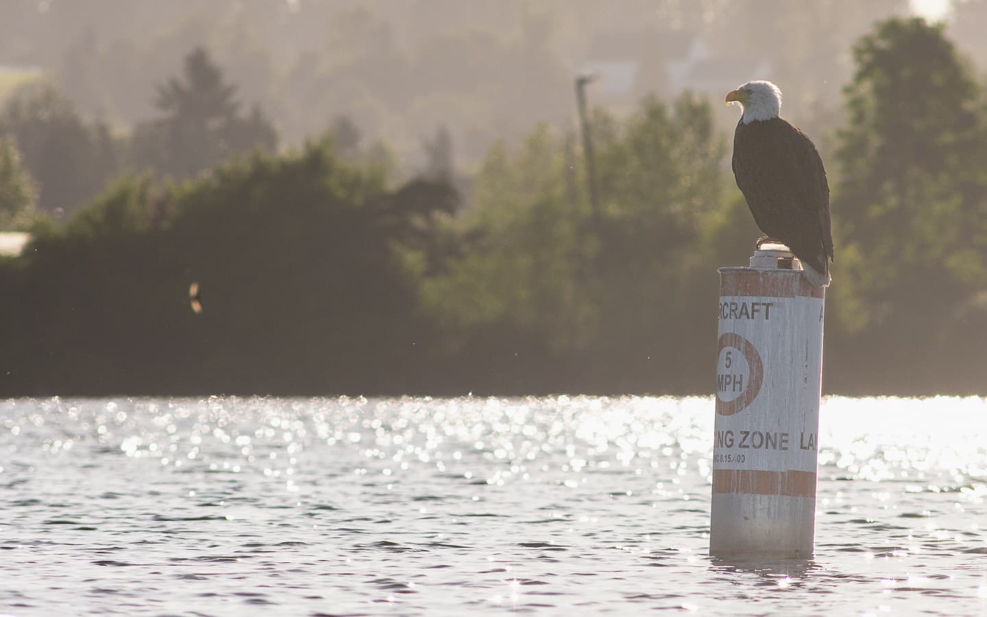 The Late Greats — 5