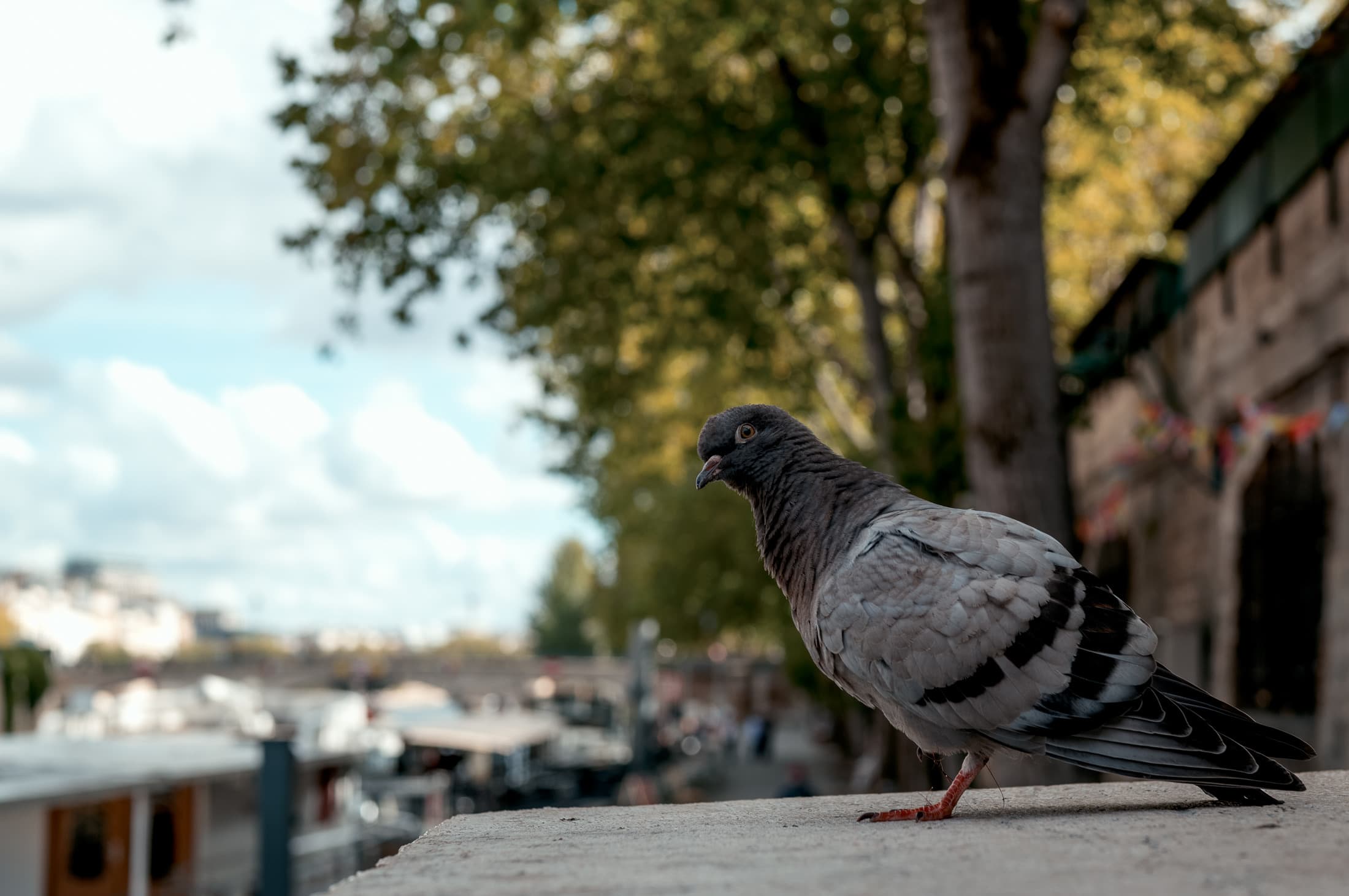 Paris 2026 — 230